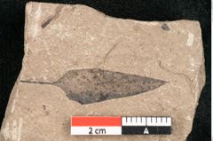 Foto (Detailansicht) von Cassia petiolata Unger (NHMW-GEO-2024-0188-11441)